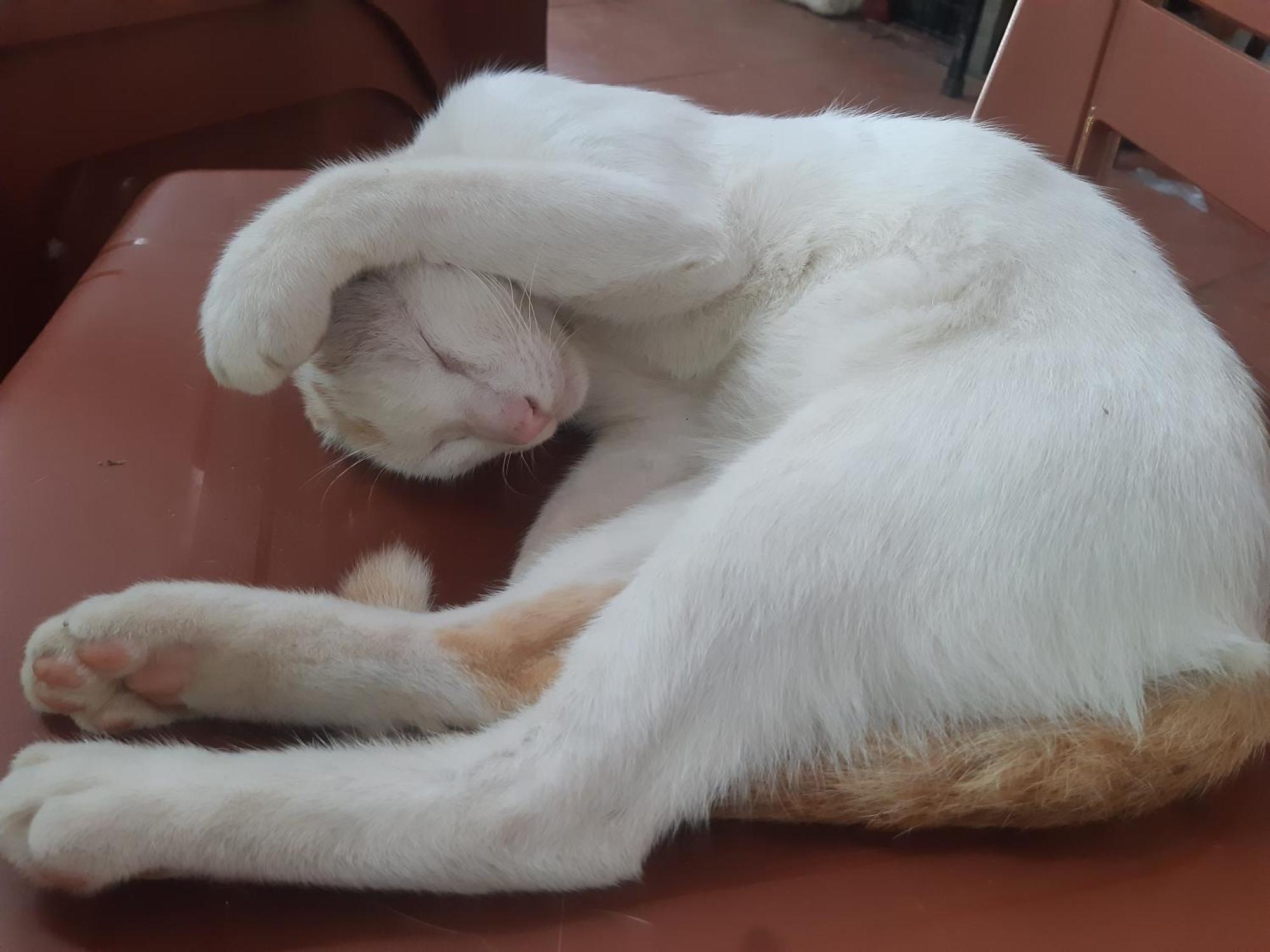 Central Hills Cat Ba Xuan Dam المظهر الخارجي الصورة